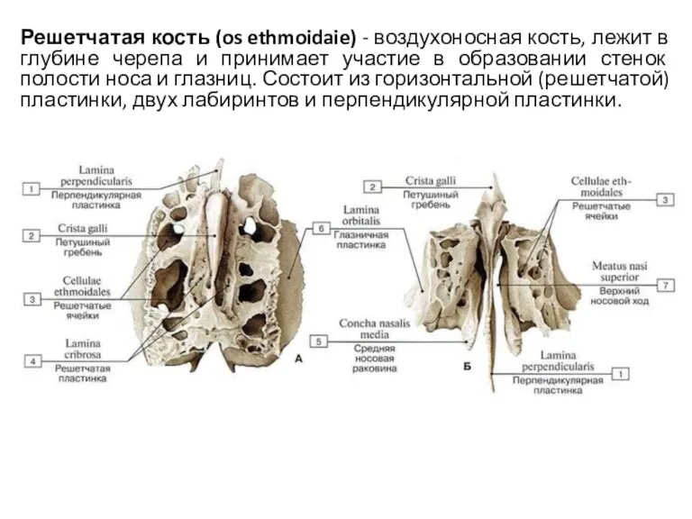 Решетчатая кость (os ethmoidaie) - воздухоносная кость, лежит в глубине черепа и