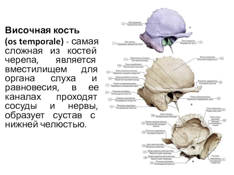 Височная кость (os temporale) - самая сложная из костей черепа, является вместилищем