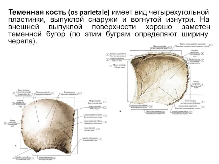 Теменная кость (os parietale) имеет вид четырехугольной пластинки, выпуклой снаружи и вогнутой