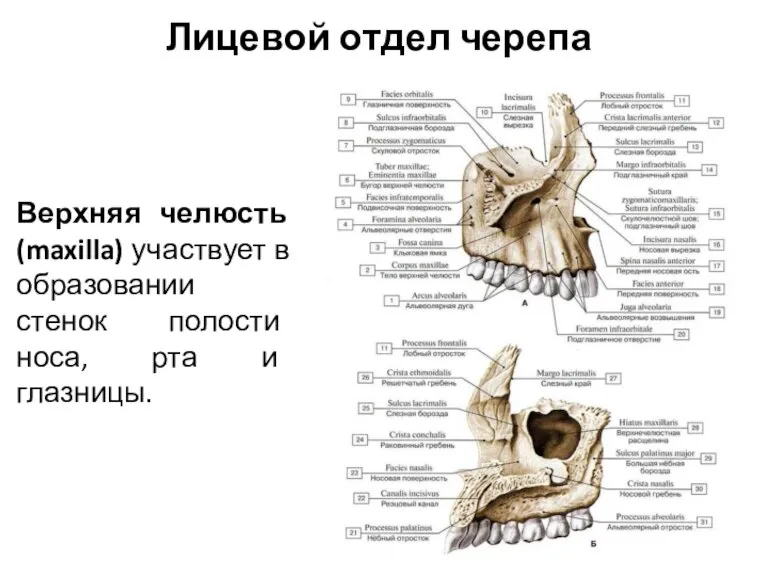 Лицевой отдел черепа Верхняя челюсть (maxilla) участвует в образовании стенок полости носа, рта и глазницы.