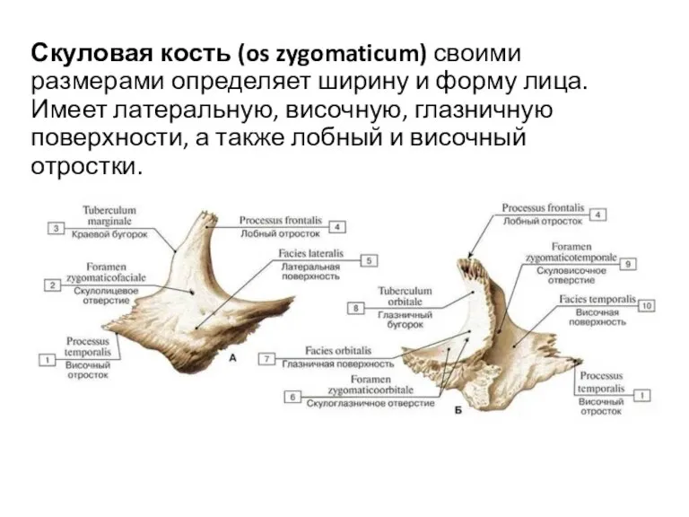 Скуловая кость (os zygomaticum) своими размерами определяет ширину и форму лица. Имеет