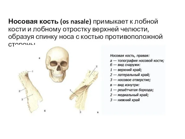 Носовая кость (os nasale) примыкает к лобной кости и лобному отростку верхней