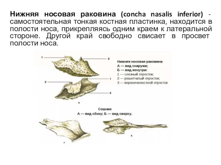 Нижняя носовая раковина (concha nasalis inferior) - самостоятельная тонкая костная пластинка, находится