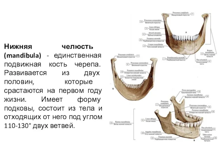Нижняя челюсть (mandibula) - единственная подвижная кость черепа. Развивается из двух половин,