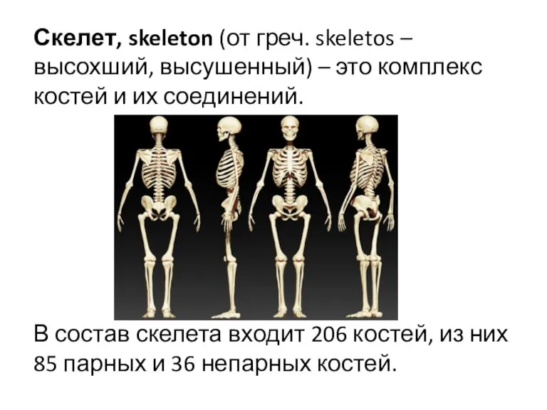 Скелет, skeleton (от греч. skeletos – высохший, высушенный) – это комплекс костей