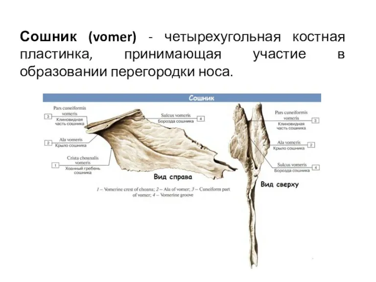 Сошник (vomer) - четырехугольная костная пластинка, принимающая участие в образовании перегородки носа.