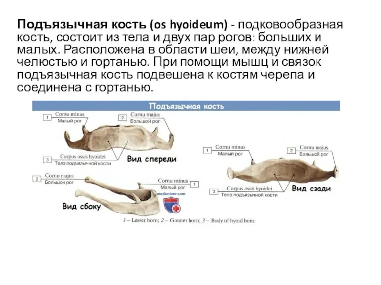 Подъязычная кость (os hyoideum) - подковообразная кость, состоит из тела и двух