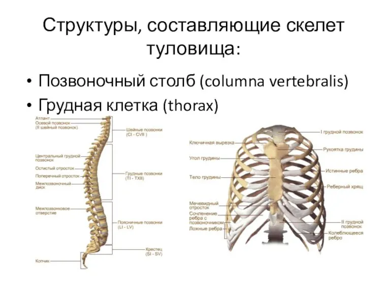 Структуры, составляющие скелет туловища: Позвоночный столб (columna vertebralis) Грудная клетка (thorax)