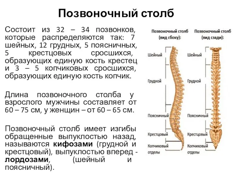 Позвоночный столб Состоит из 32 – 34 позвонков, которые распределяются так: 7