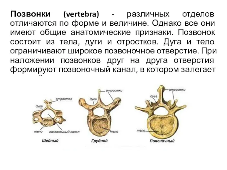 Позвонки (vertebra) - различных отделов отличаются по форме и величине. Однако все