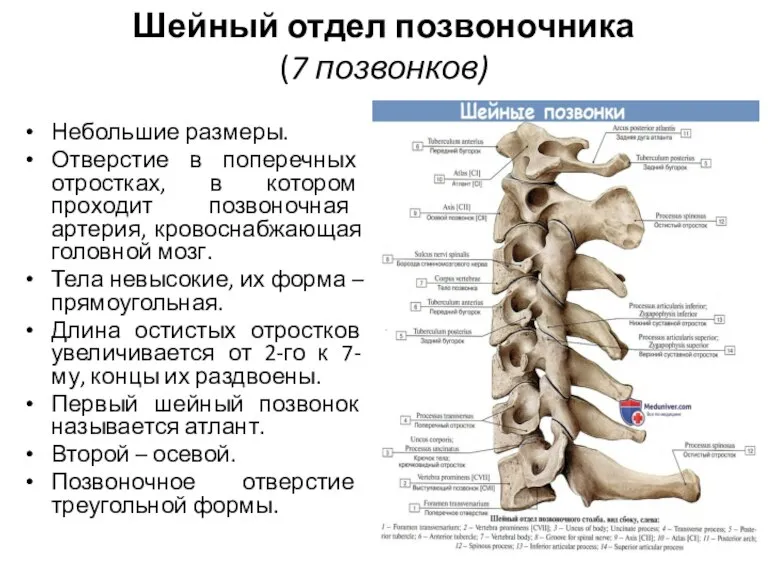 Шейный отдел позвоночника (7 позвонков) Небольшие размеры. Отверстие в поперечных отростках, в