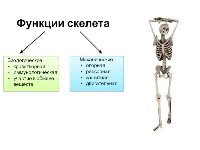 Функции скелета Биологические: кроветворная иммунологическая участие в обмене веществ Механические: опорная рессорная защитная двигательная