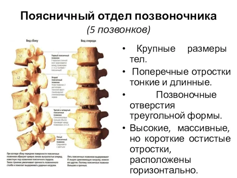 Поясничный отдел позвоночника (5 позвонков) Крупные размеры тел. Поперечные отростки тонкие и