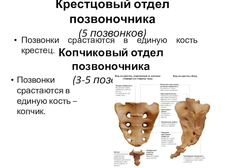 Крестцовый отдел позвоночника (5 позвонков) Позвонки срастаются в единую кость крестец. Копчиковый