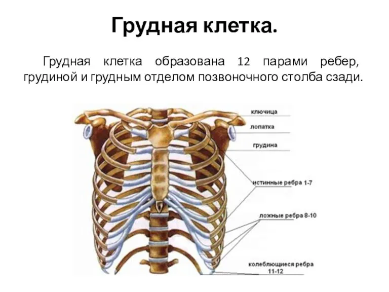 Грудная клетка. Грудная клетка образована 12 парами ребер, грудиной и грудным отделом позвоночного столба сзади.