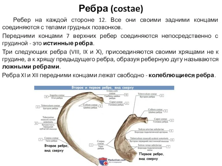 Ребра (costae) Ребер на каждой стороне 12. Все они своими задними концами