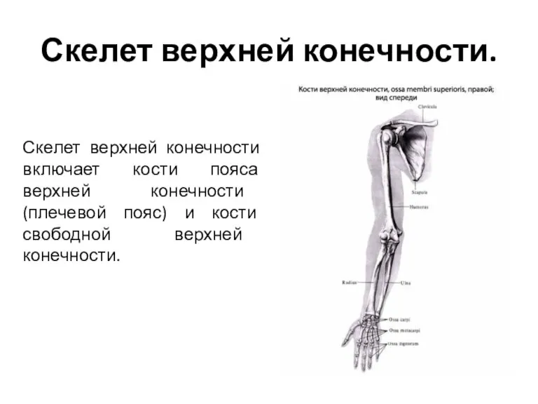Скелет верхней конечности. Скелет верхней конечности включает кости пояса верхней конечности (плечевой