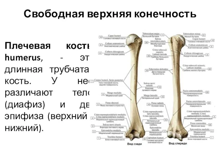 Свободная верхняя конечность Плечевая кость, humerus, - это длинная трубчатая кость. У