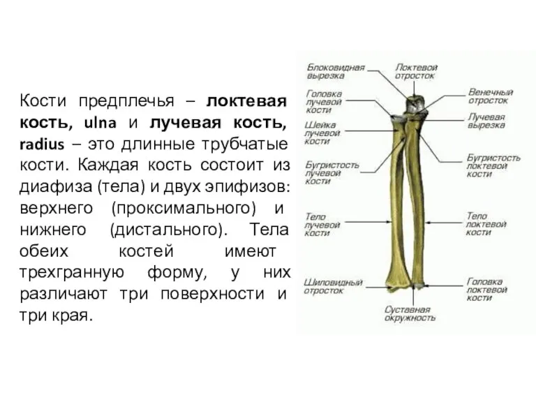 Кости предплечья – локтевая кость, ulna и лучевая кость, radius – это