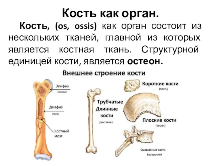 Кость как орган. Кость, (os, ossis) как орган состоит из нескольких тканей,