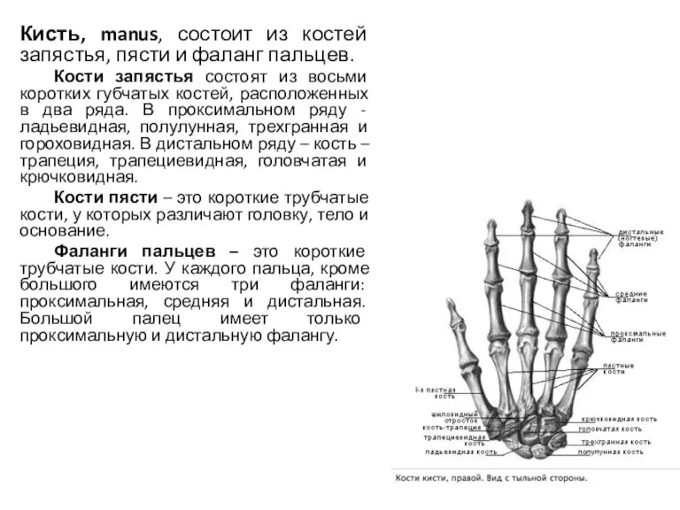 Кисть, manus, состоит из костей запястья, пясти и фаланг пальцев. Кости запястья