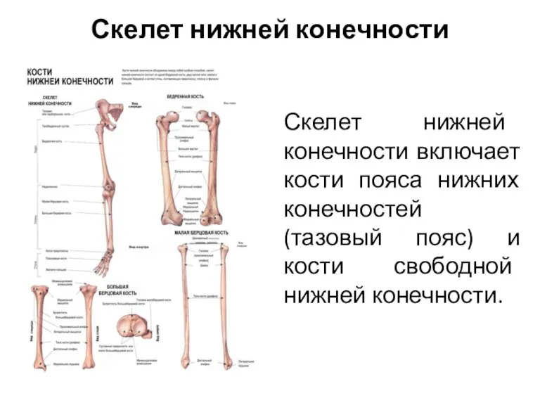 Скелет нижней конечности Скелет нижней конечности включает кости пояса нижних конечностей (тазовый