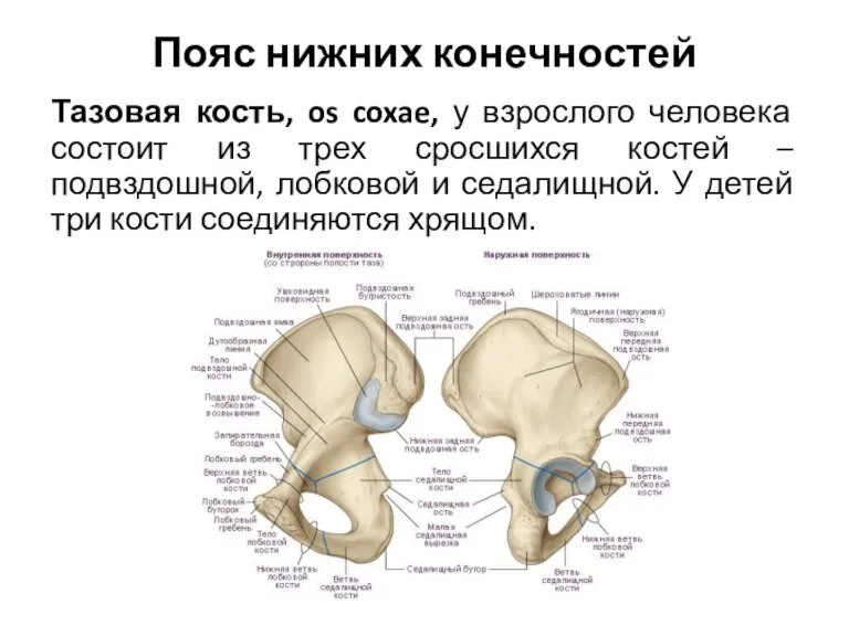 Пояс нижних конечностей Тазовая кость, os coxae, у взрослого человека состоит из