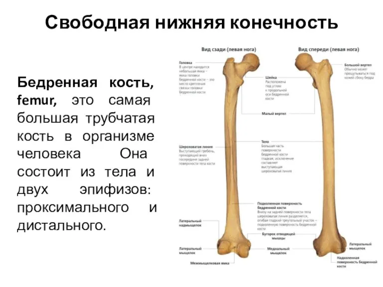 Свободная нижняя конечность Бедренная кость, femur, это самая большая трубчатая кость в