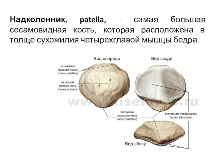 Надколенник, patella, - самая большая сесамовидная кость, которая расположена в толще сухожилия четырехглавой мышцы бедра.