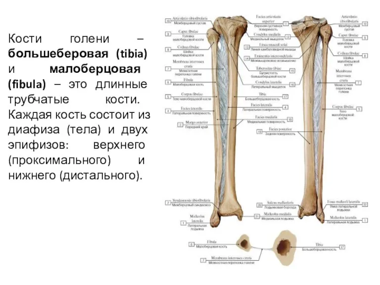 Кости голени – большеберовая (tibia) и малоберцовая (fibula) – это длинные трубчатые