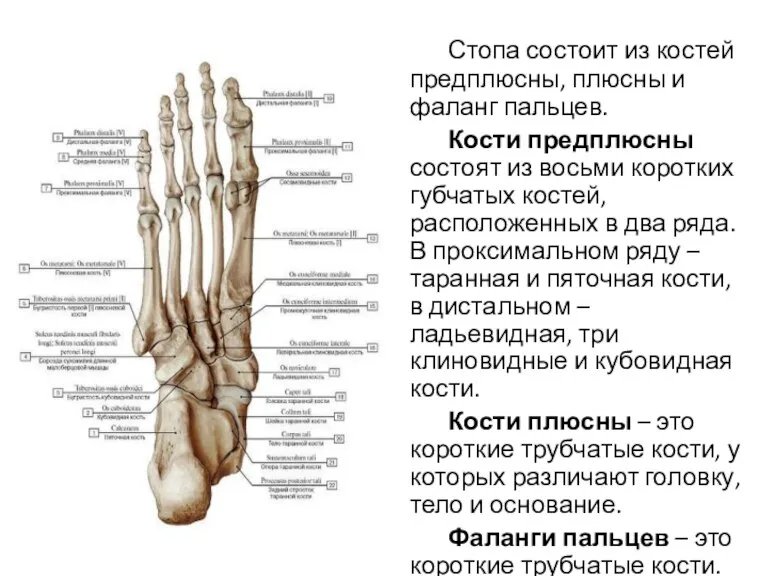 Стопа состоит из костей предплюсны, плюсны и фаланг пальцев. Кости предплюсны состоят