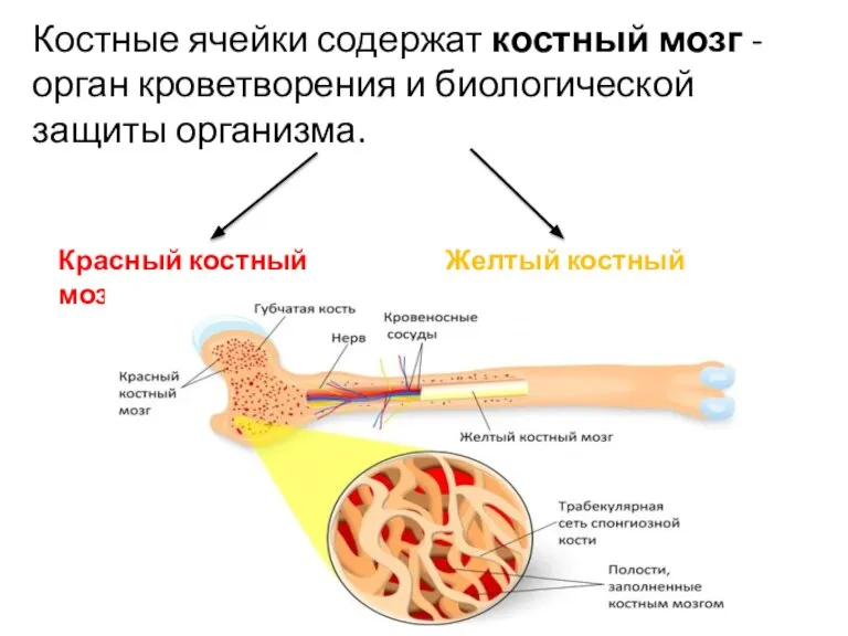 Костные ячейки содержат костный мозг - орган кроветворения и биологической защиты организма.
