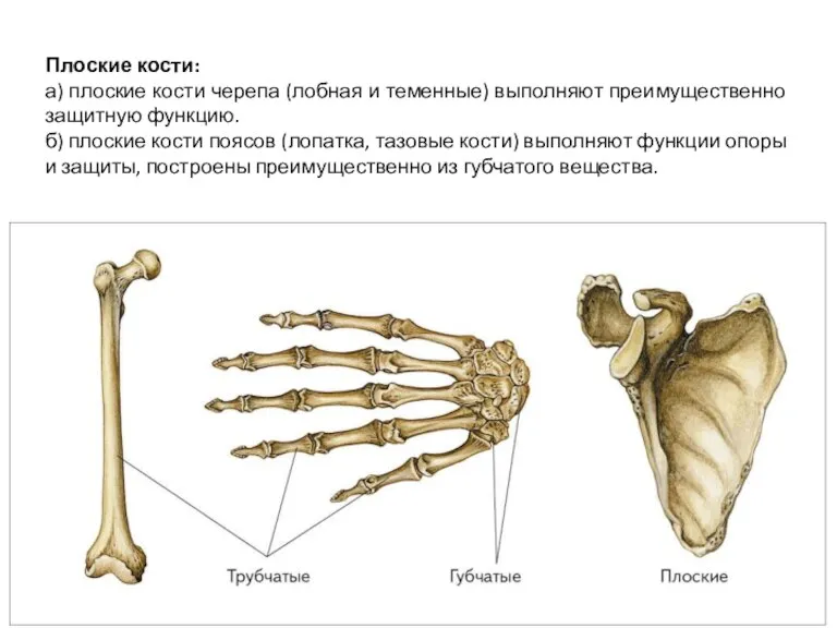 Плоские кости: а) плоские кости черепа (лобная и теменные) выполняют преимущественно защитную