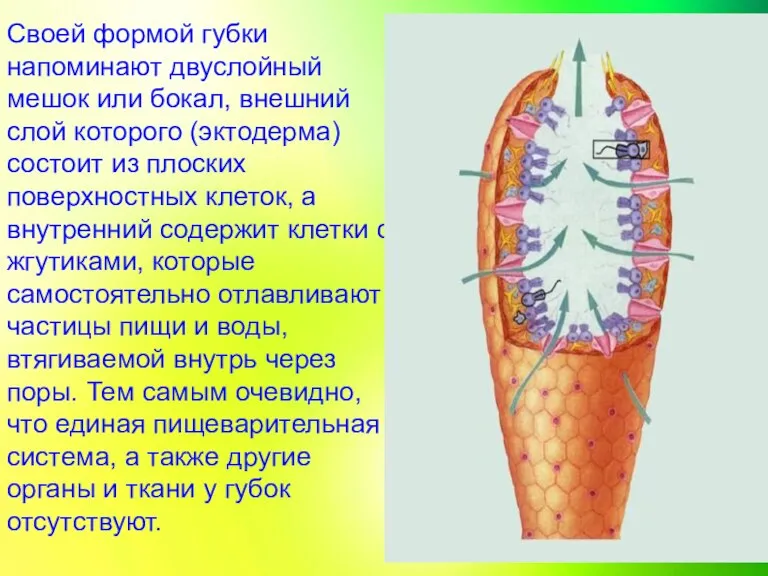 Своей формой губки напоминают двуслойный мешок или бокал, внешний слой которого (эктодерма)