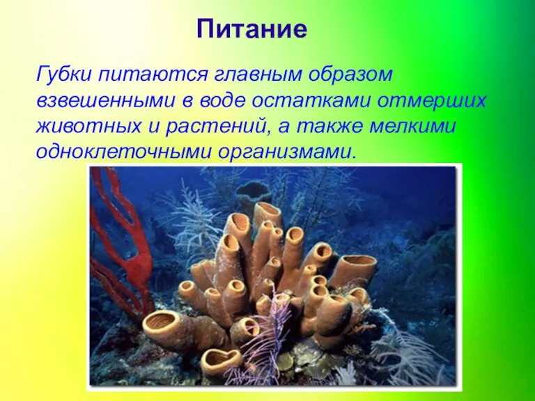 Питание Губки питаются главным образом взвешенными в воде остатками отмерших животных и