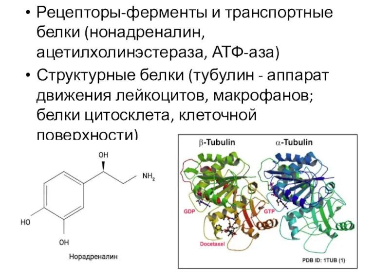 Рецепторы-ферменты и транспортные белки (нонадреналин, ацетилхолинэстераза, АТФ-аза) Структурные белки (тубулин - аппарат