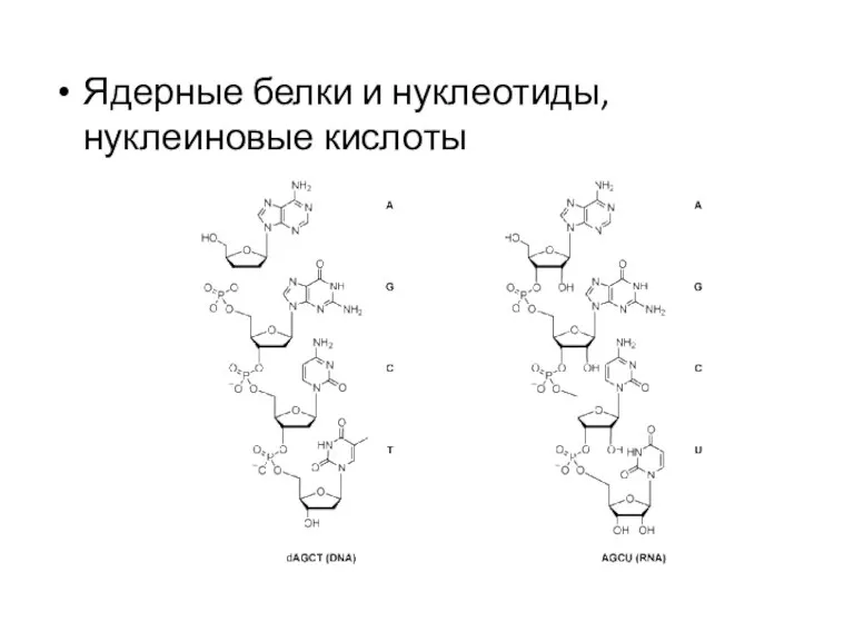 Ядерные белки и нуклеотиды, нуклеиновые кислоты