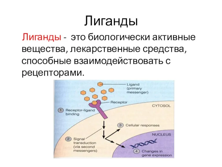 Лиганды Лиганды - это биологически активные вещества, лекарственные средства, способные взаимодействовать с рецепторами.