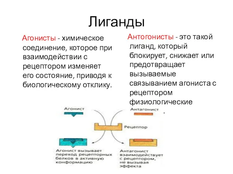 Лиганды Агонисты - химическое соединение, которое при взаимодействии с рецептором изменяет его