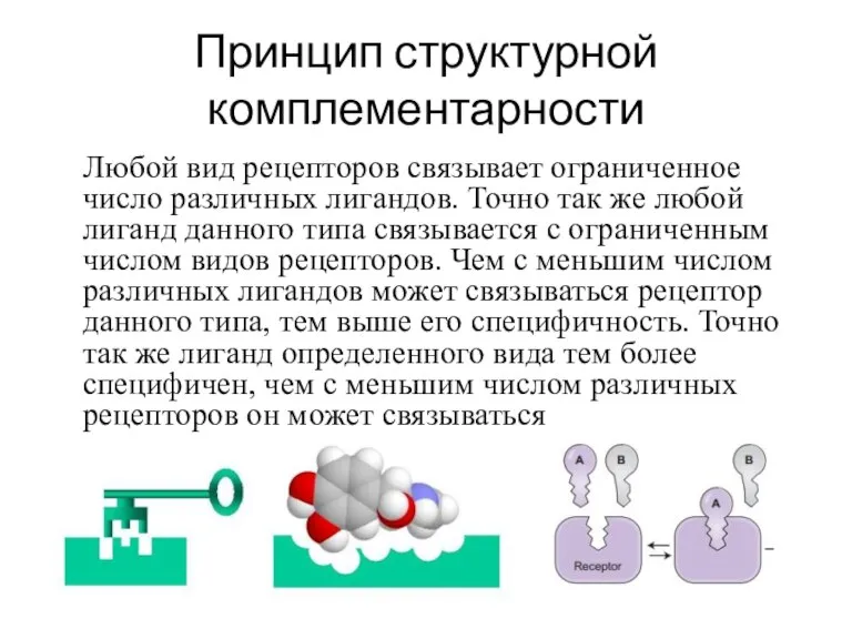 Принцип структурной комплементарности Любой вид рецепторов связывает ограниченное число различных лигандов. Точно