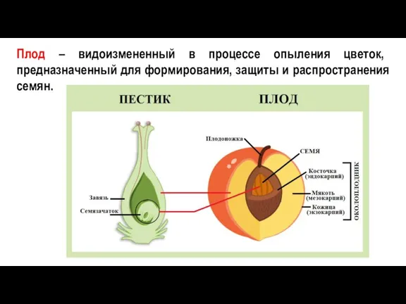 Плод – видоизмененный в процессе опыления цветок, предназначенный для формирования, защиты и распространения семян.