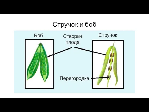 Стручок и боб