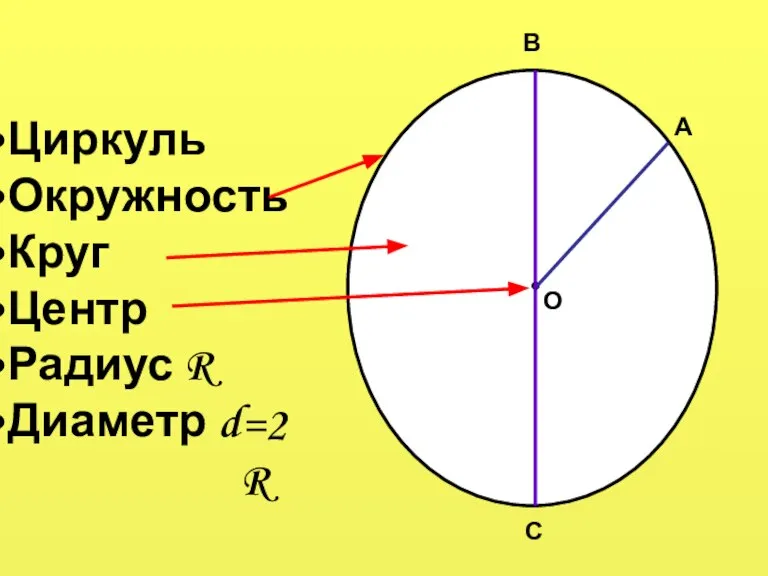 ● Циркуль Окружность Круг Центр Радиус R Диаметр d О А В С =2R