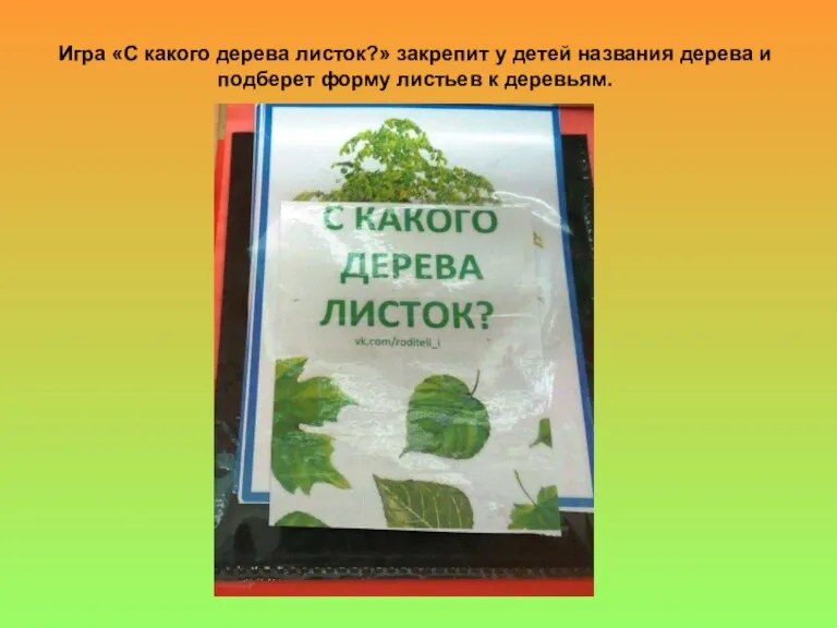 Игра «С какого дерева листок?» закрепит у детей названия дерева и подберет форму листьев к деревьям.