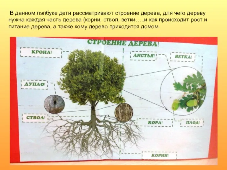 В данном лэпбуке дети рассматривают строение дерева, для чего дереву нужна каждая