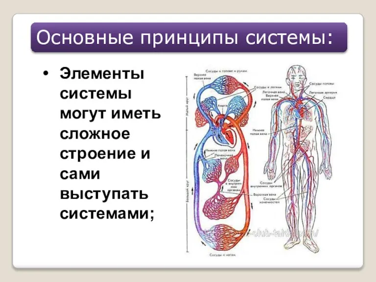 Элементы системы могут иметь сложное строение и сами выступать системами; Основные принципы системы: