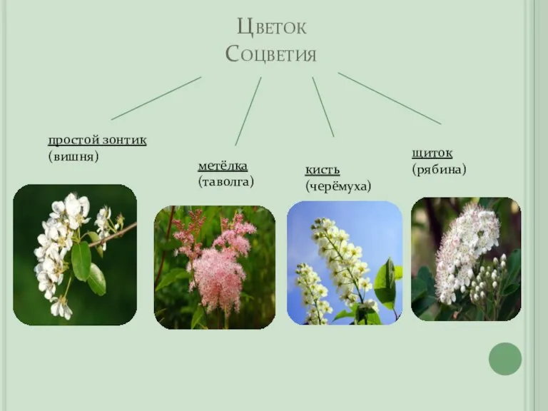 Цветок Соцветия простой зонтик (вишня) метёлка (таволга) кисть (черёмуха) щиток (рябина)