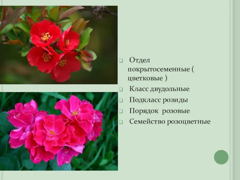 Отдел покрытосеменные ( цветковые ) Класс двудольные Подкласс розиды Порядок розовые Семейство розоцветные
