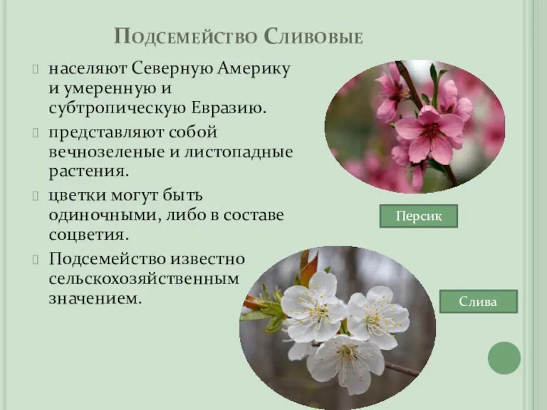 Подсемейство Сливовые населяют Северную Америку и умеренную и субтропическую Евразию. представляют собой