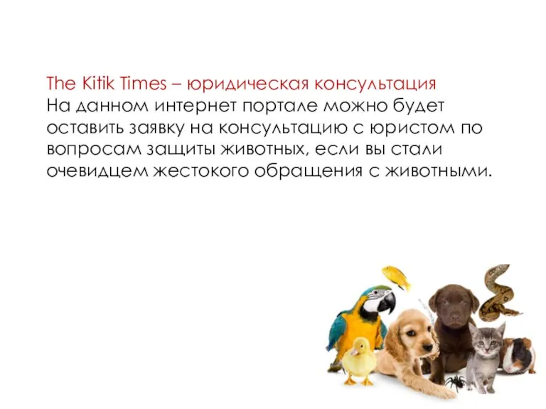 The Kitik Times – юридическая консультация На данном интернет портале можно будет